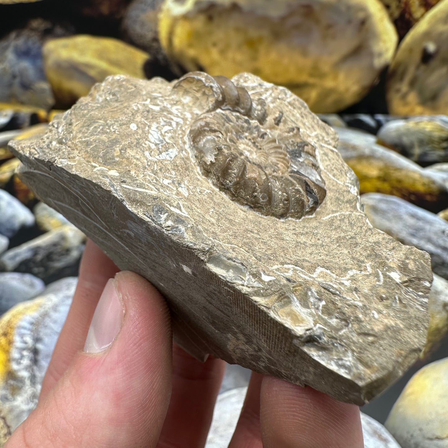 Androgynoceras Capricornus ammonite fossil - Whitby, North Yorkshire Jurassic Coast Yorkshire Fossils