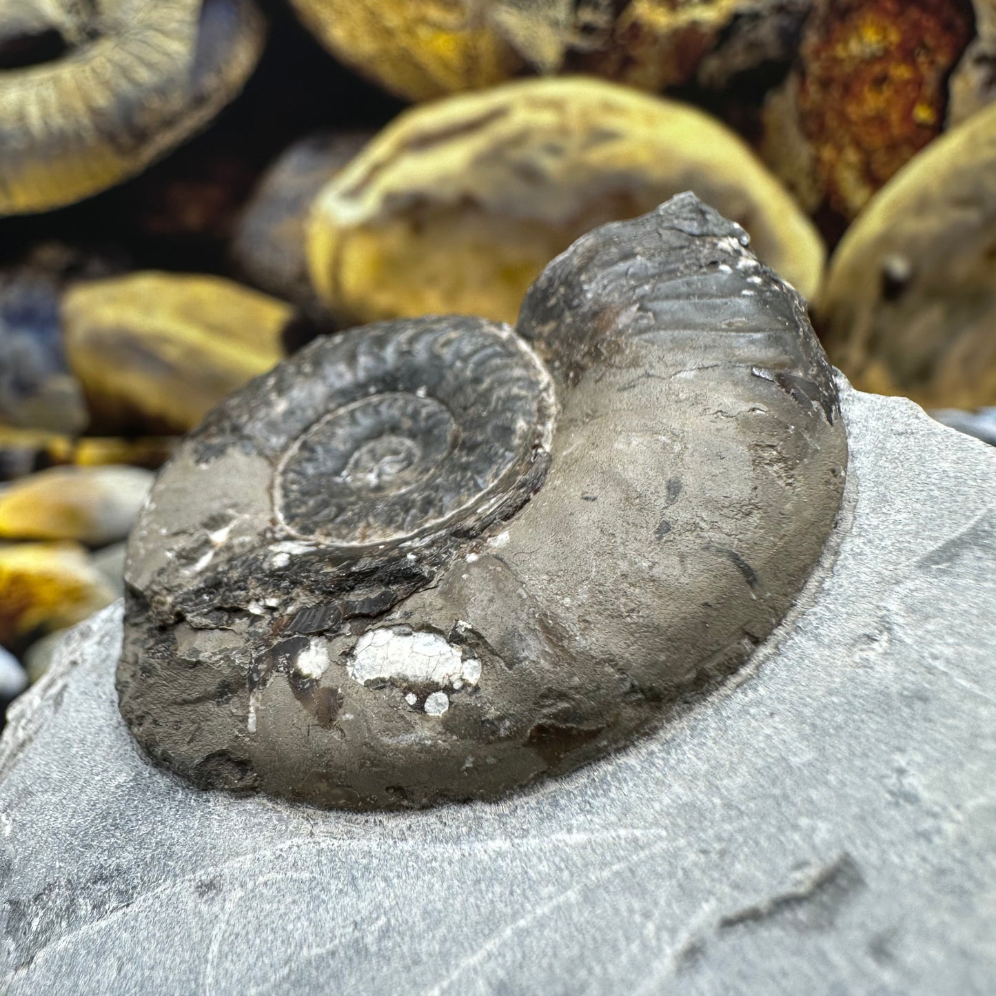 Grammoceras thoaurense ammonite shell fossil - Whitby, North Yorkshire