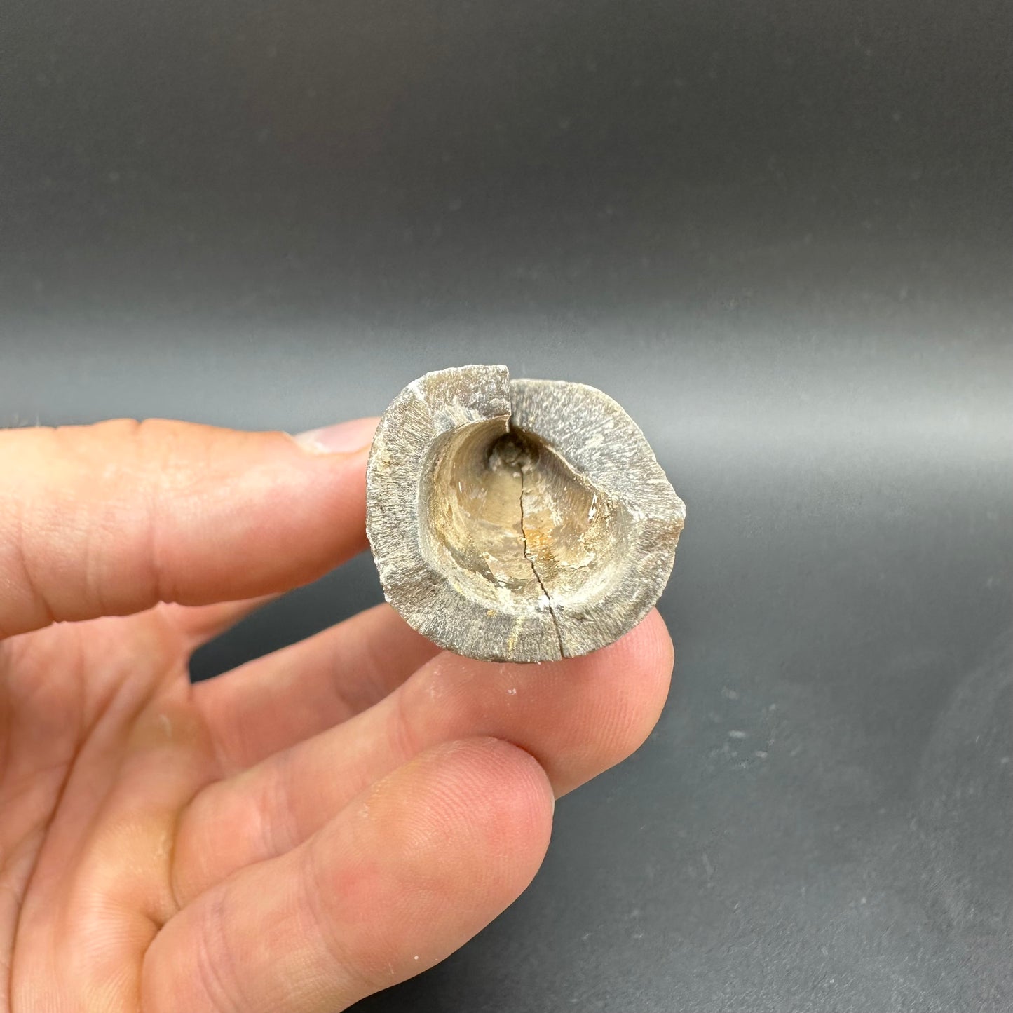 Belemnite (Fossil Squid) shell fossil with box and stand - Whitby, North Yorkshire Jurassic Coast Yorkshire Fossils