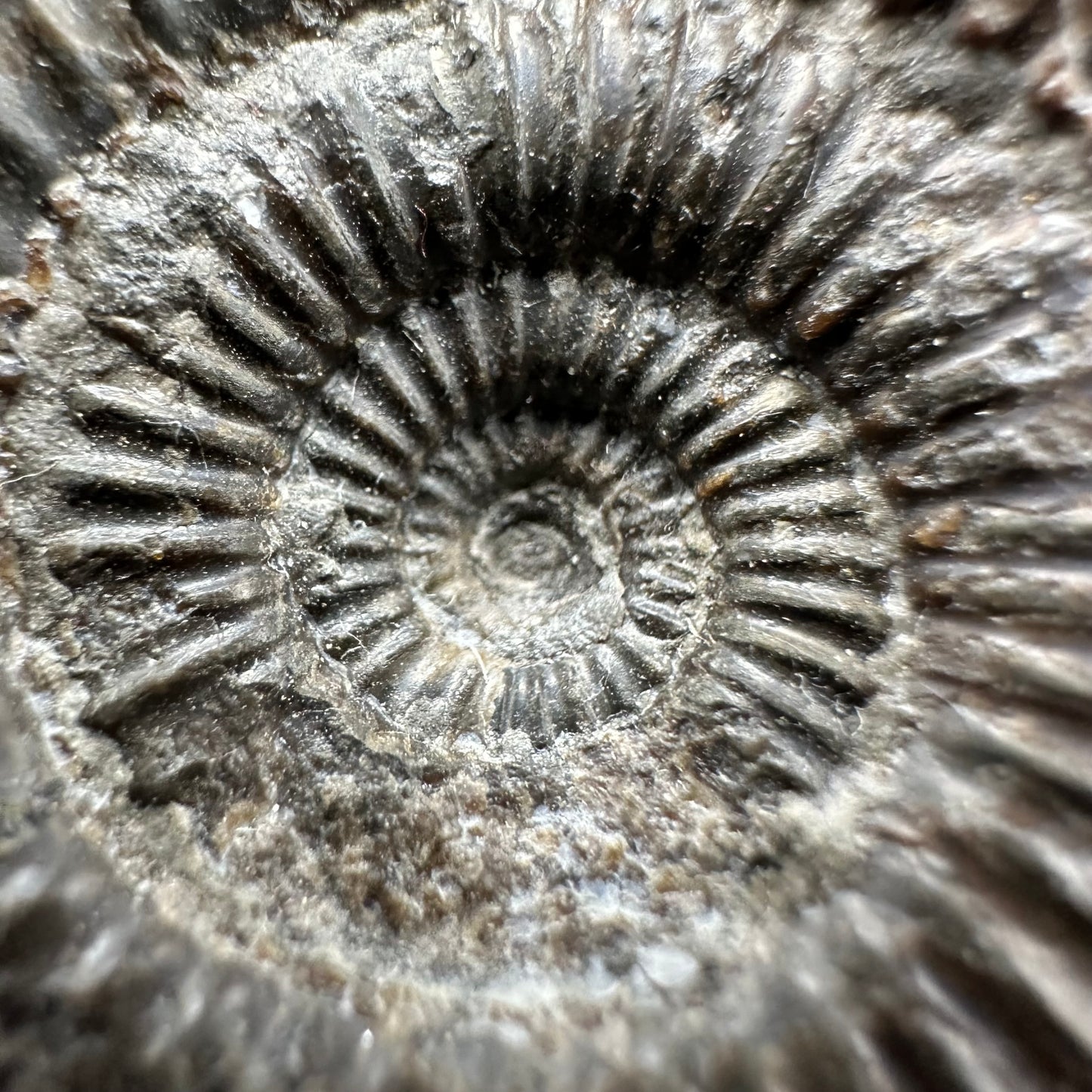 Dactylioceras Ammonite Fossil With Box And Stand - Whitby, North Yorkshire Jurassic Coast Yorkshire Fossils