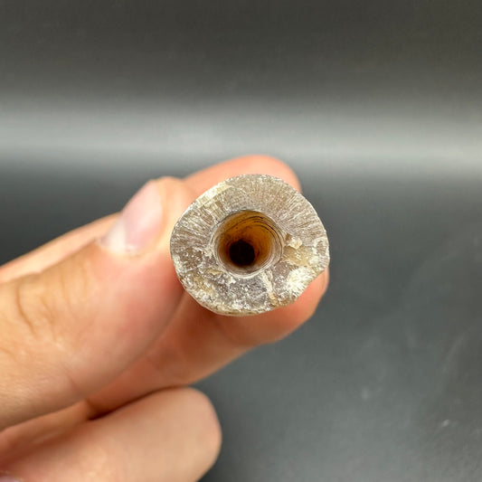 Belemnite (Fossil Squid) shell fossil - Whitby, North Yorkshire Jurassic Coast Yorkshire Fossils