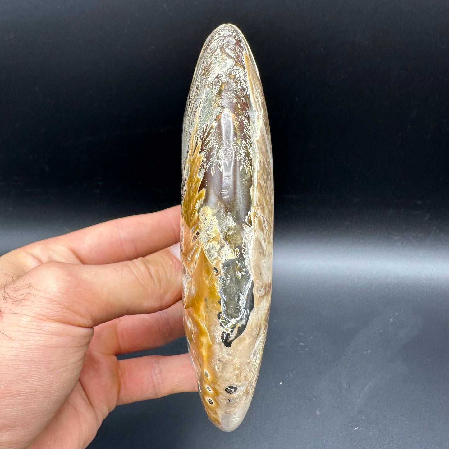 Cleoniceras Ammonite Fossil With Stand - Cretaceous Ammonite Madagascar