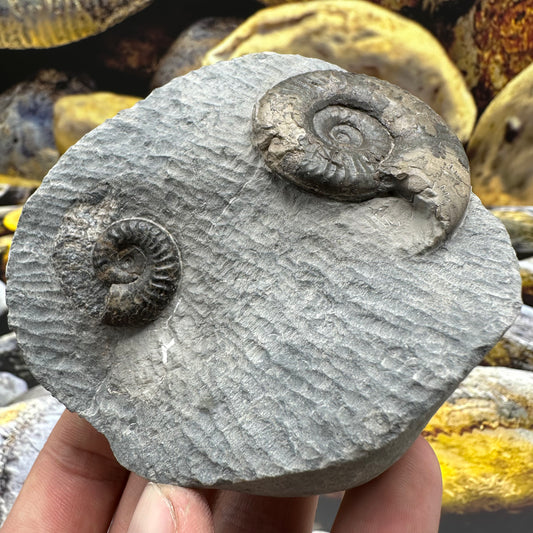 Grammoceras thoaurense ammonite shell fossil - Whitby, North Yorkshire