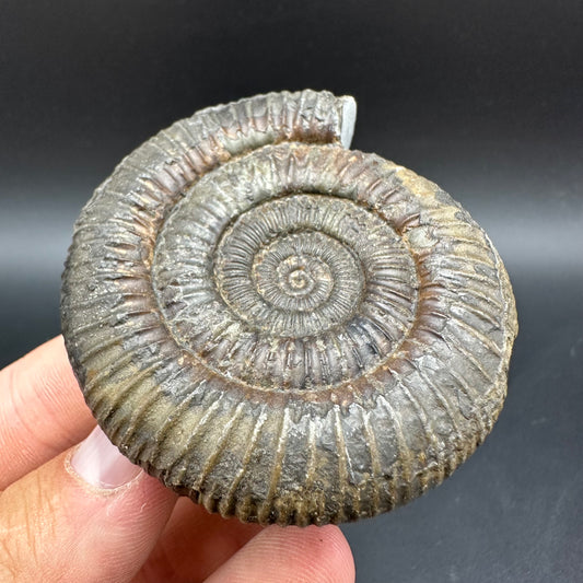 Dactylioceras Ammonite Fossil With Box And Stand - Whitby, North Yorkshire Jurassic Coast Yorkshire Fossils