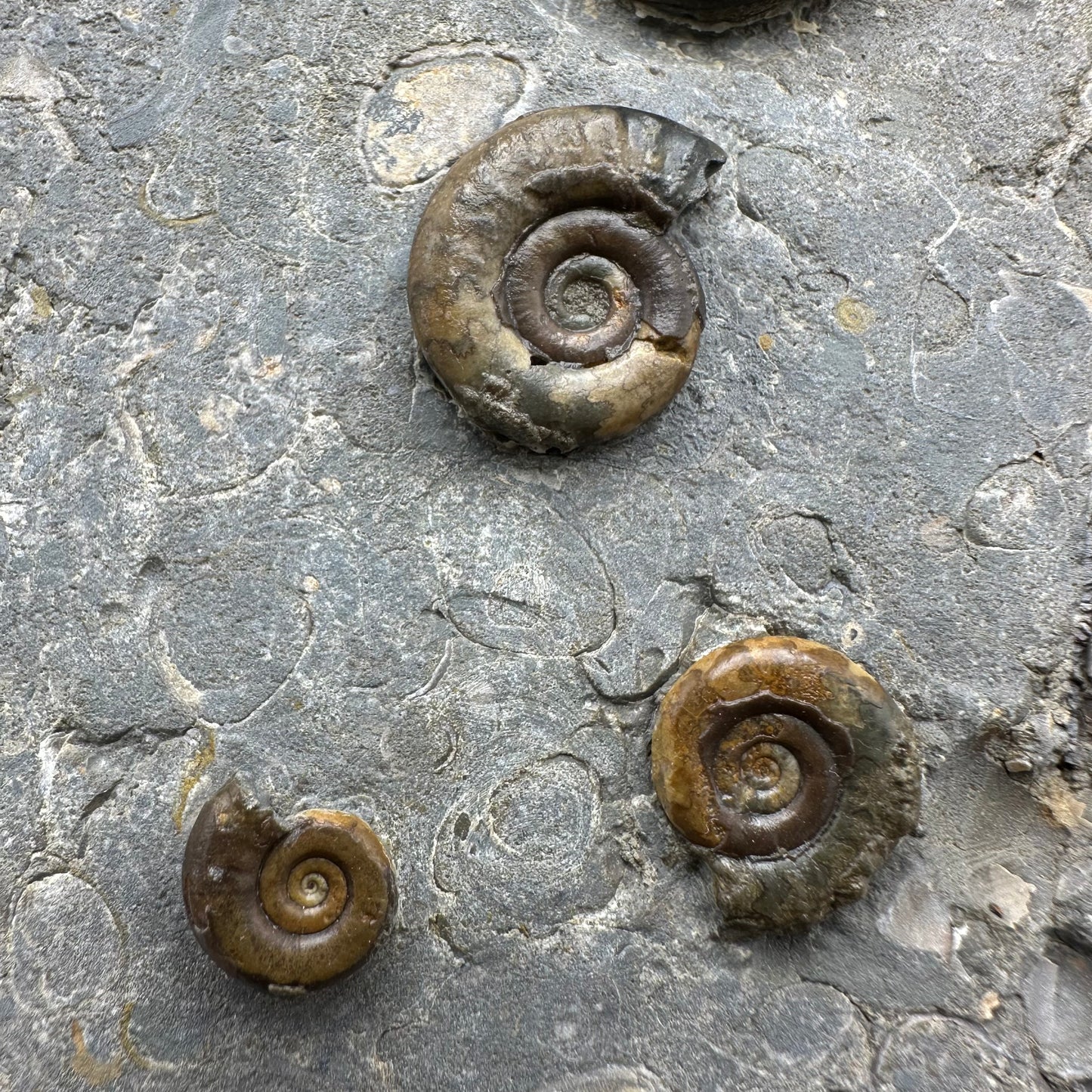 Arnioceras ammonite shell fossil with stand - Whitby, North Yorkshire Jurassic Coast Yorkshire Fossils