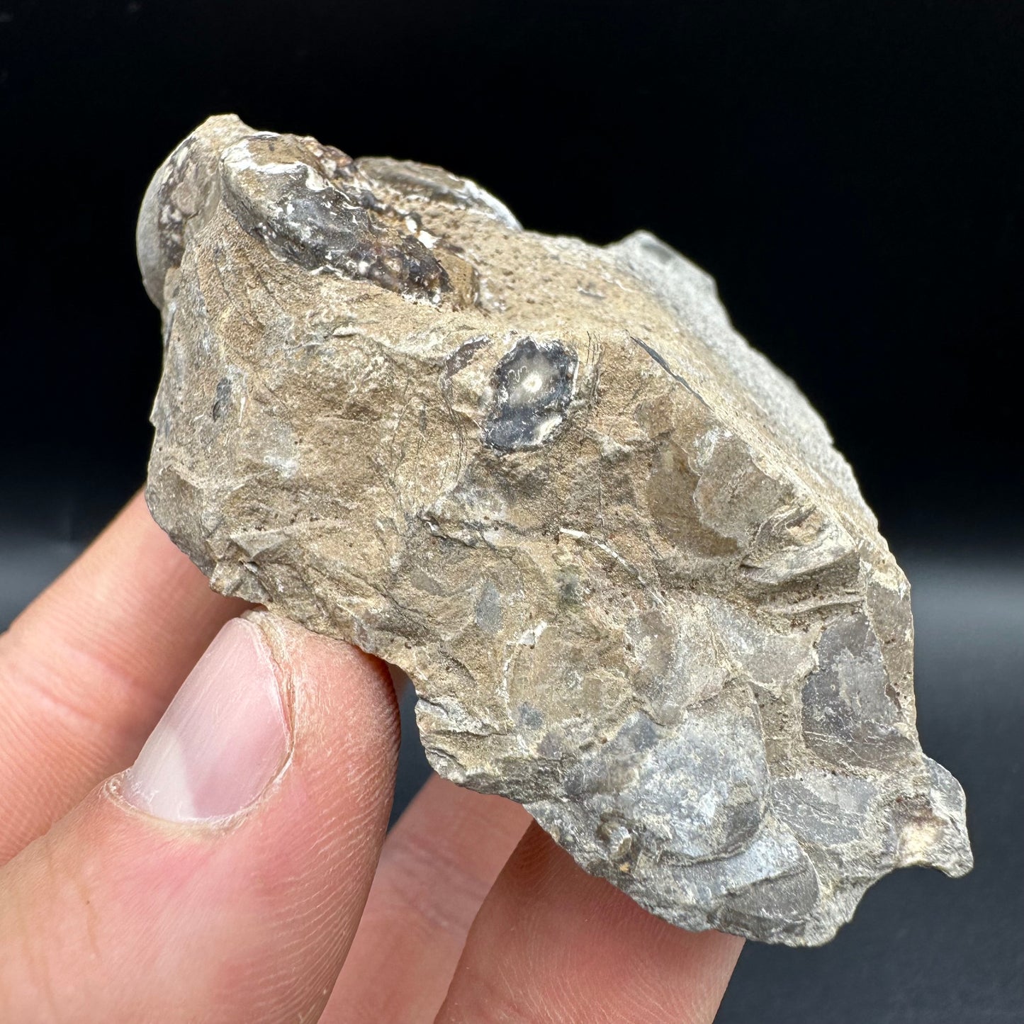 Amaltheus subnodosus Ammonite fossil with box and stand - Whitby, North Yorkshire Jurassic Coast Yorkshire Fossils