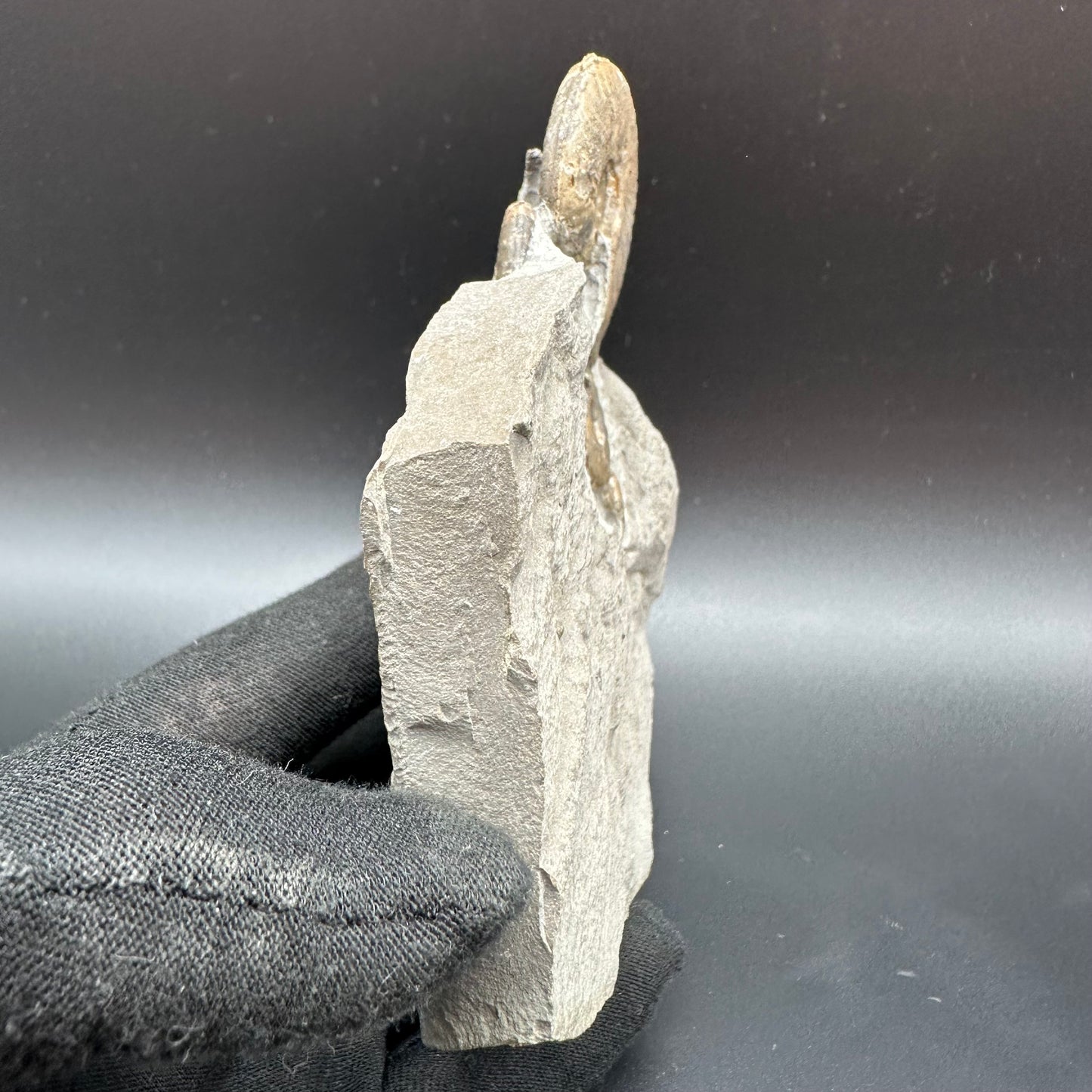 Eleganticeras Elegantulum ammonite fossil with stand - Whitby, North Yorkshire Jurassic Coast, Yorkshire Fossils