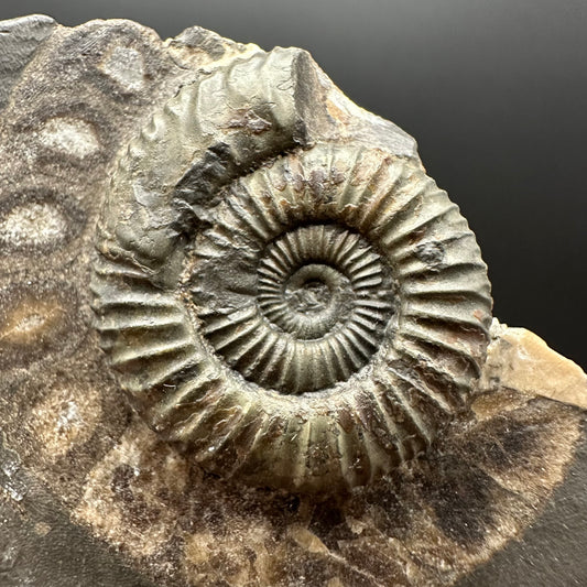 Dactylioceras Ammonite Fossil Gift Set - Whitby, North Yorkshire Jurassic Coast Yorkshire Fossils