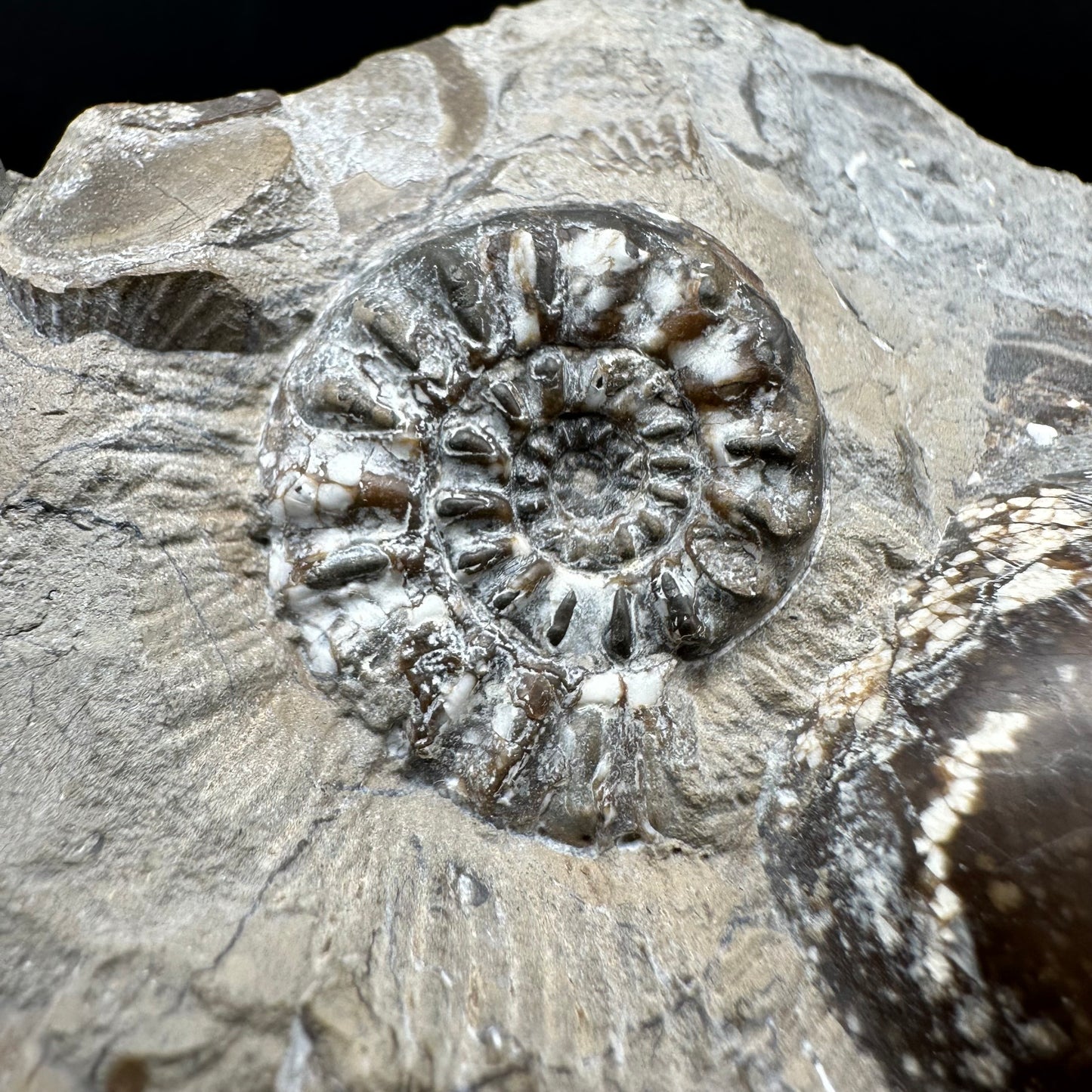 Amaltheus subnodosus Ammonite fossil with box and stand - Whitby, North Yorkshire Jurassic Coast Yorkshire Fossils