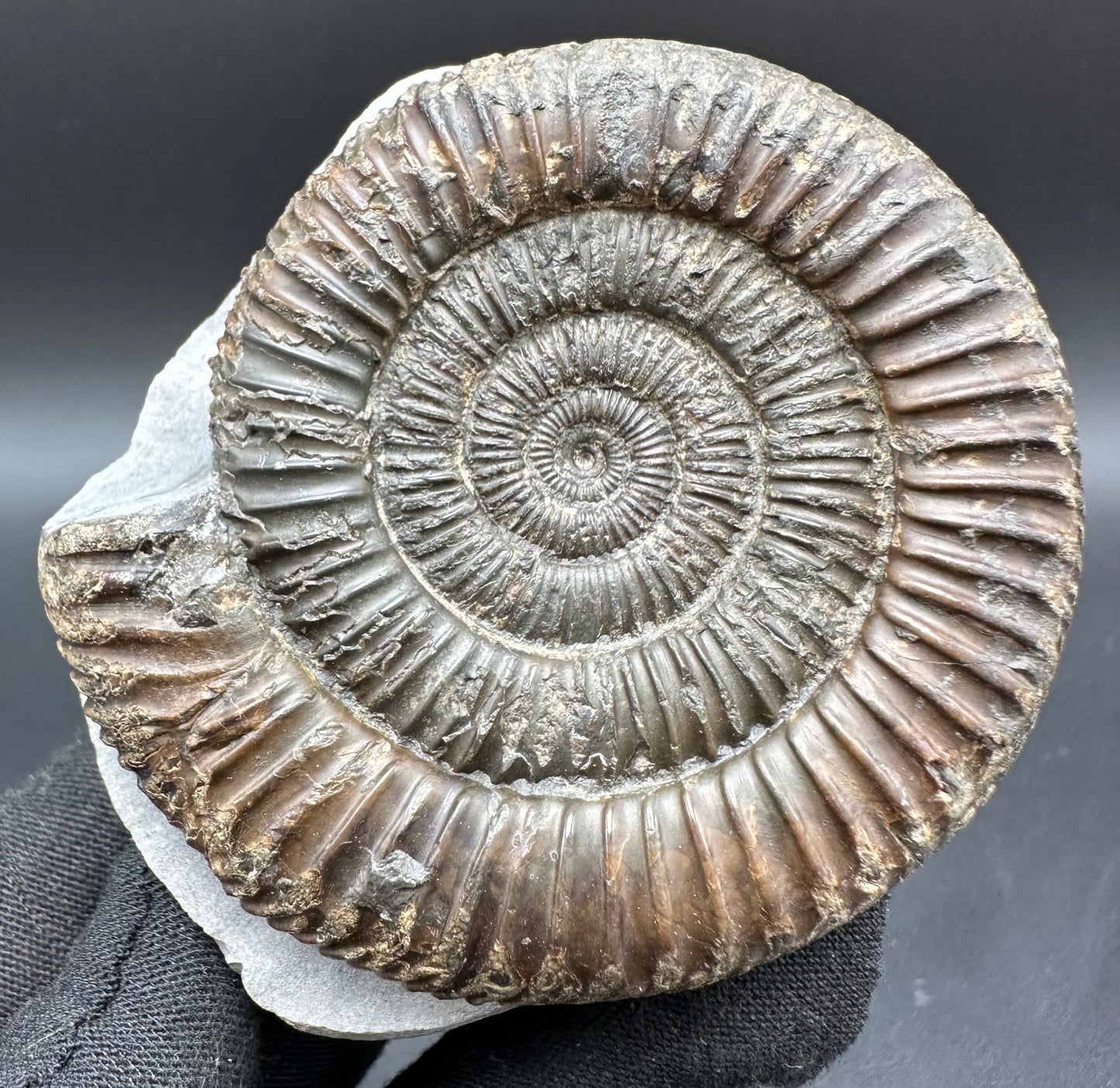 Dactylioceras Ammonite Fossil With Box And Stand - Whitby, North Yorkshire Jurassic Coast Yorkshire Fossils