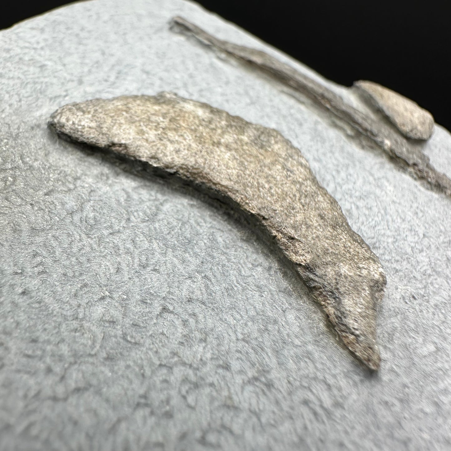 Gyrosteus Fish Bone fossil - Whitby, North Yorkshire, Jurassic Coast, Yorkshire Fossils