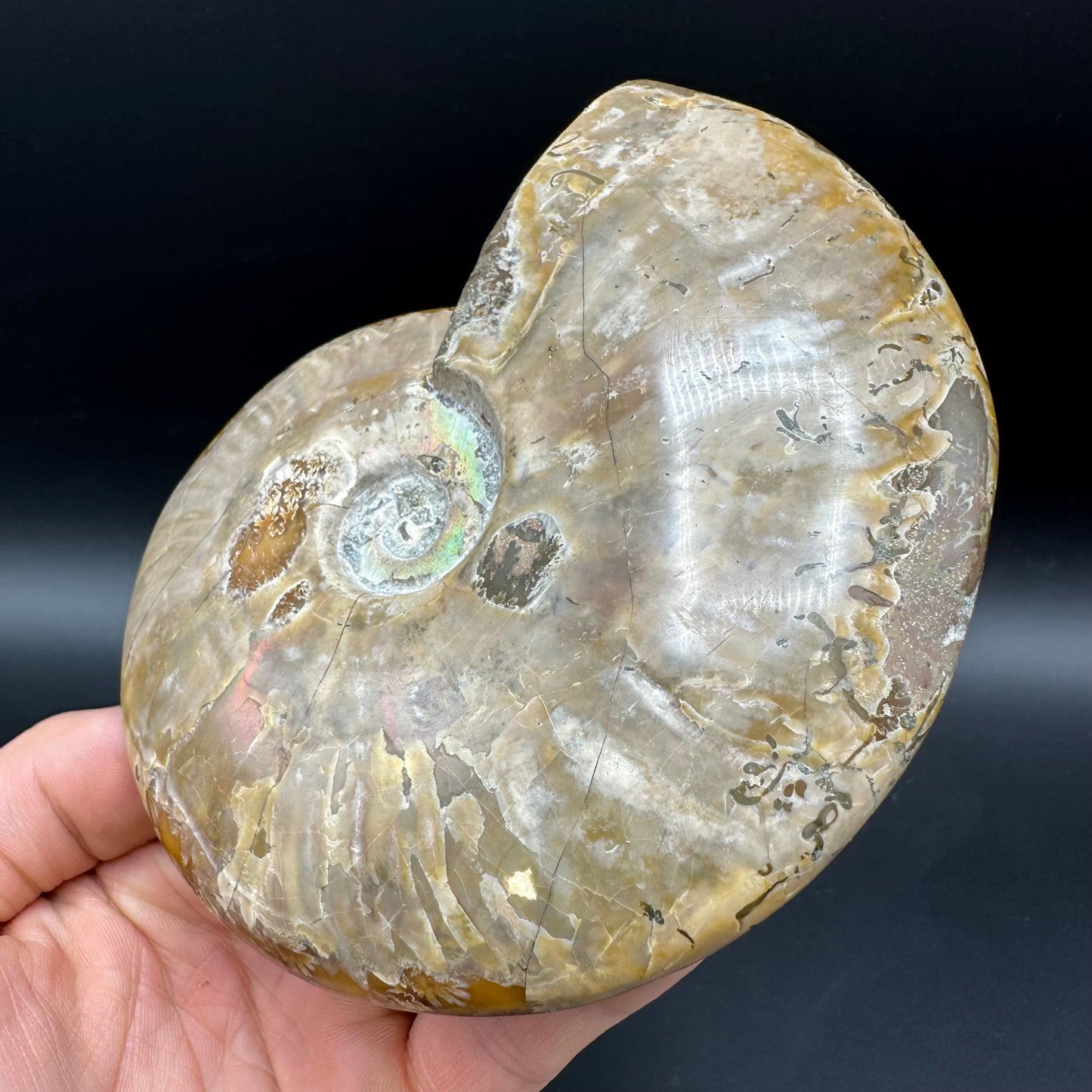 Cleoniceras Ammonite Fossil With Stand - Cretaceous Ammonite Madagascar