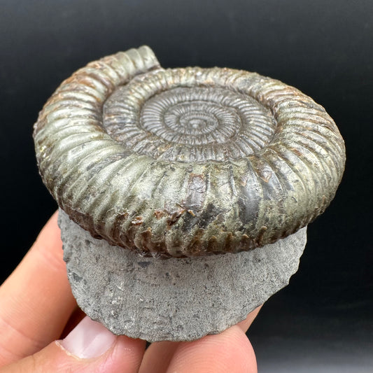 Dactylioceras Ammonite Fossil With box and Stand - Whitby, North Yorkshire Jurassic Coast Yorkshire Fossils