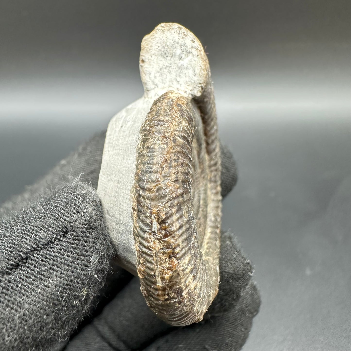 Dactylioceras Ammonite Fossil With Box And Stand - Whitby, North Yorkshire Jurassic Coast Yorkshire Fossils
