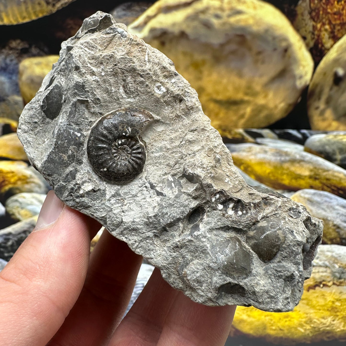 Amaltheus striatus ammonite fossil - Whitby, North Yorkshire