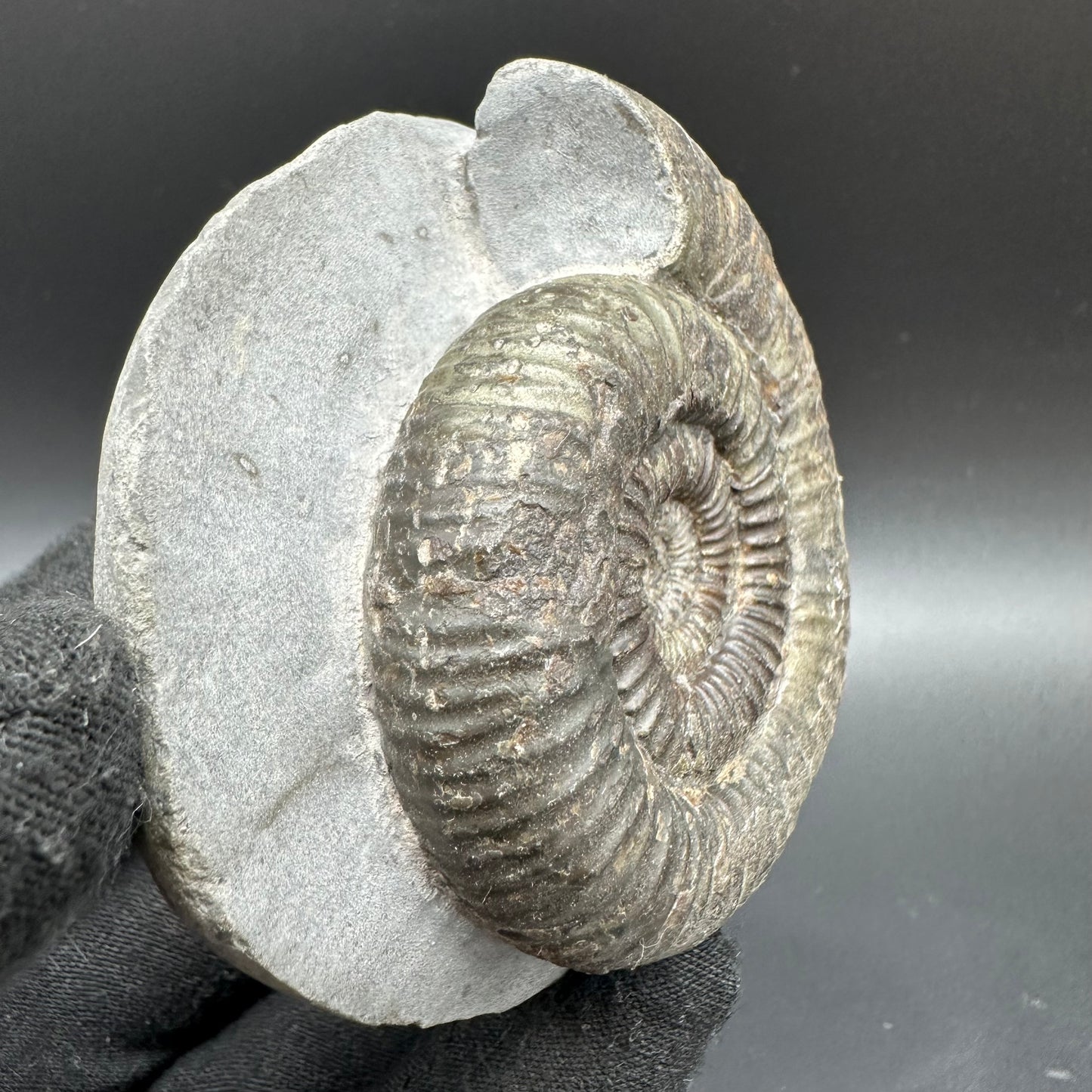 Catacoeloceras Sp. ammonite fossil with box and stand- Whitby, North Yorkshire Jurassic Coast Yorkshire Fossils