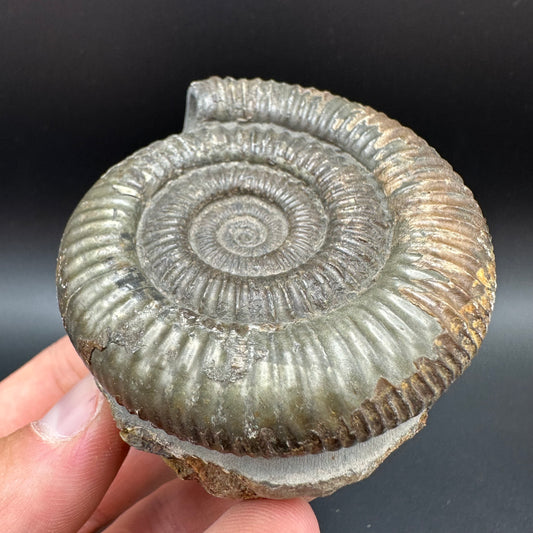 Dactylioceras Ammonite Fossil With Box And Stand - Whitby, North Yorkshire Jurassic Coast Yorkshire Fossils