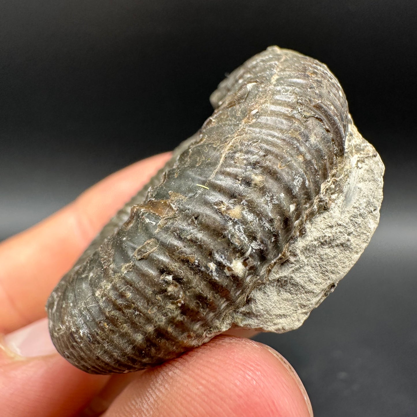 Dactylioceras Ammonite Fossil With Box And Stand - Whitby, North Yorkshire Jurassic Coast Yorkshire Fossils