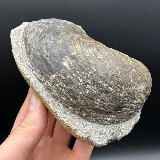 Shell fossil with stand - Whitby, North Yorkshire, Jurassic Coast, Yorkshire Fossils