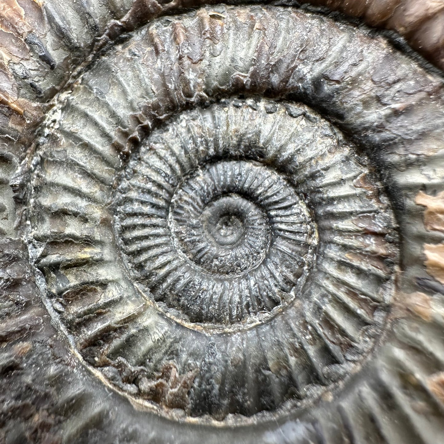 Dactylioceras Ammonite Fossil With Box And Stand - Whitby, North Yorkshire Jurassic Coast Yorkshire Fossils