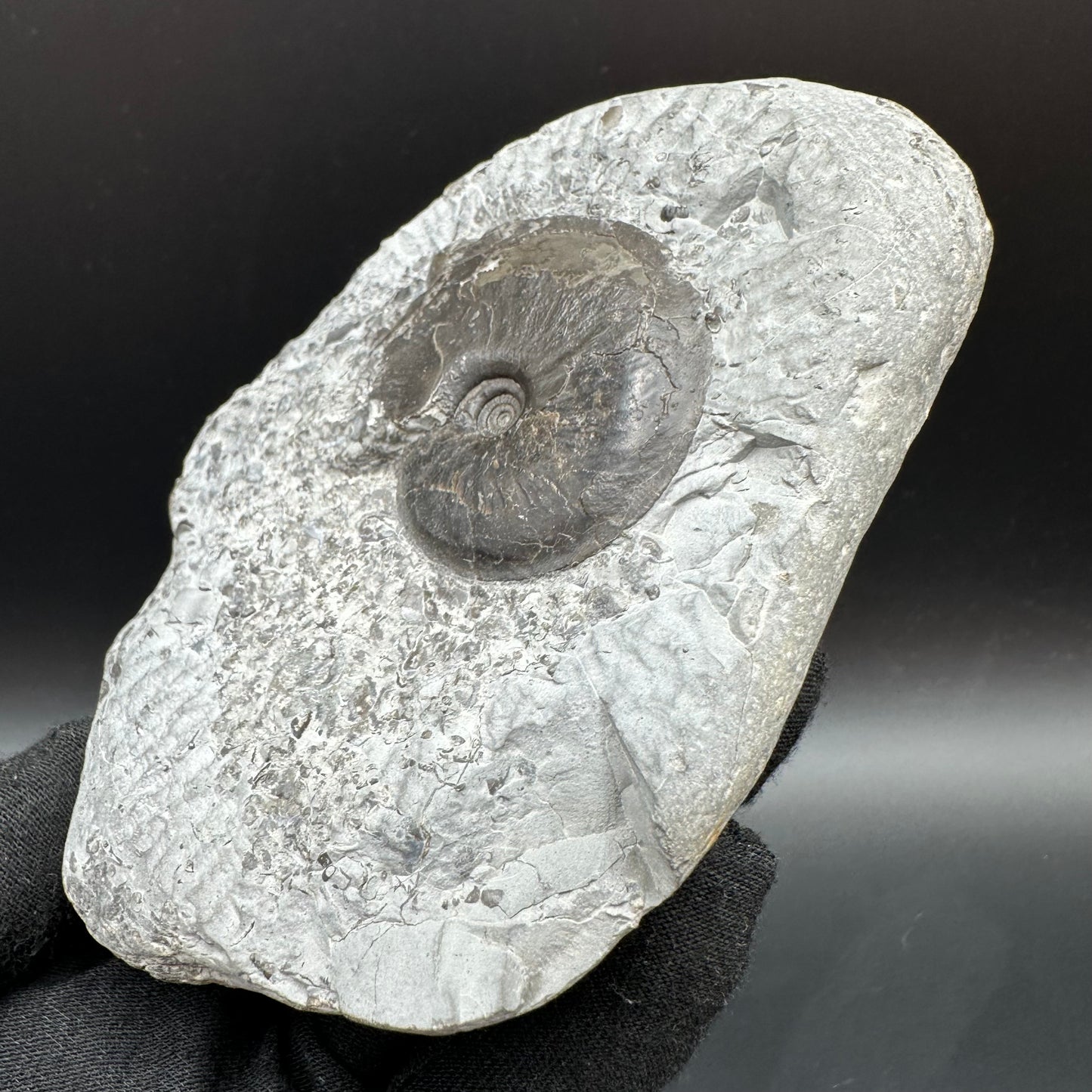 Oxynoticeras ammonite fossil with box and stand - Whitby, North Yorkshire Jurassic Coast Yorkshire Fossils