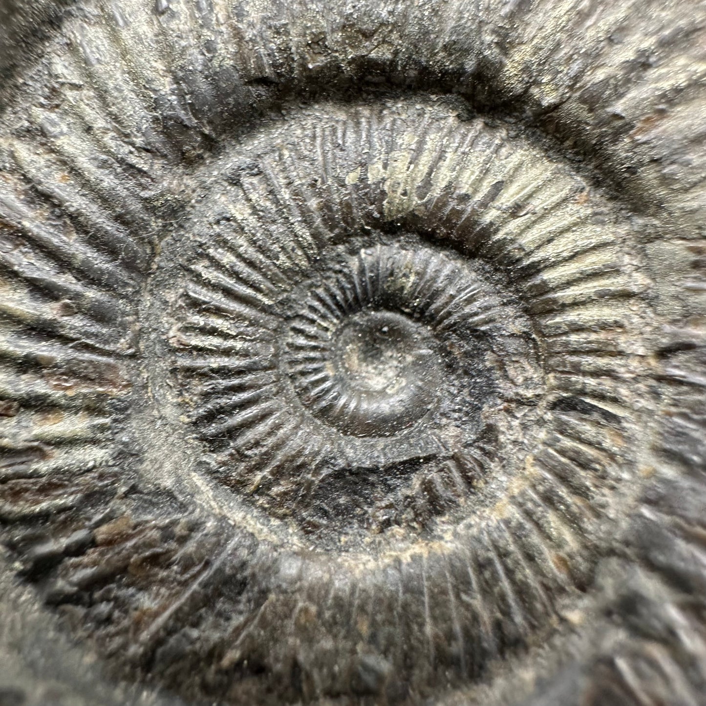 Dactylioceras Ammonite Fossil With Box And Stand - Whitby, North Yorkshire Jurassic Coast Yorkshire Fossils