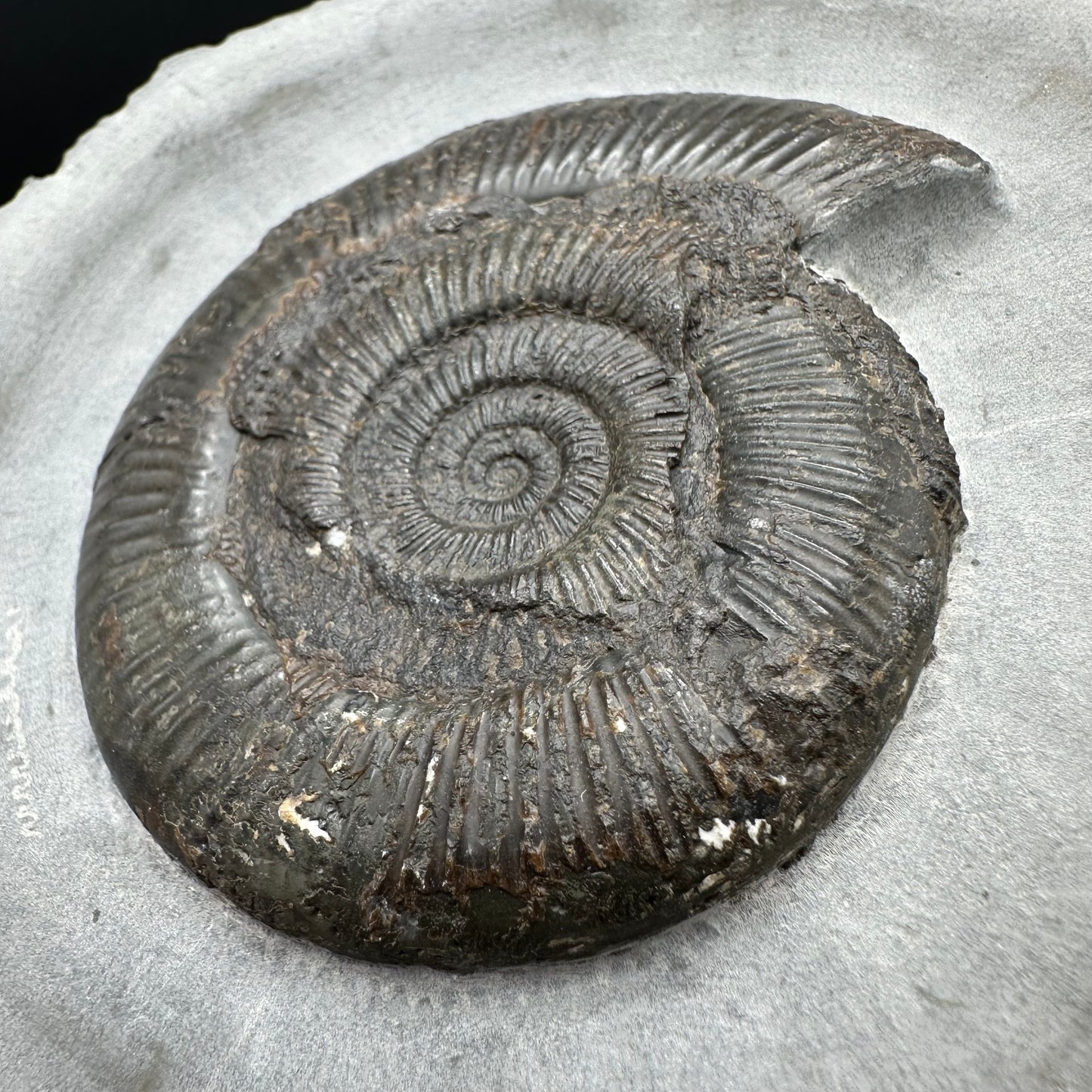 Dactylioceras semicelatum Ammonite fossil with stand - Whitby, North Yorkshire Jurassic Coast Yorkshire Fossils