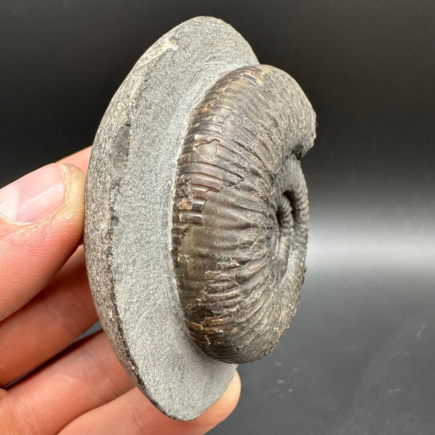 Dactylioceras semicelatum Ammonite fossil with box and stand - Whitby, North Yorkshire Jurassic Coast Yorkshire Fossils