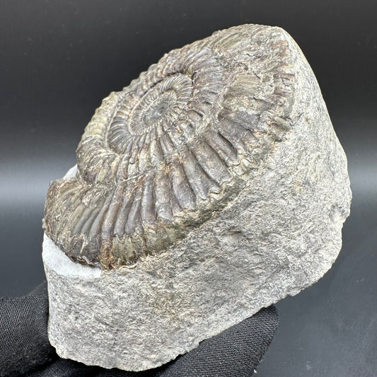 Dactylioceras Ammonite Fossil With Box And Stand - Whitby, North Yorkshire Jurassic Coast Yorkshire Fossils
