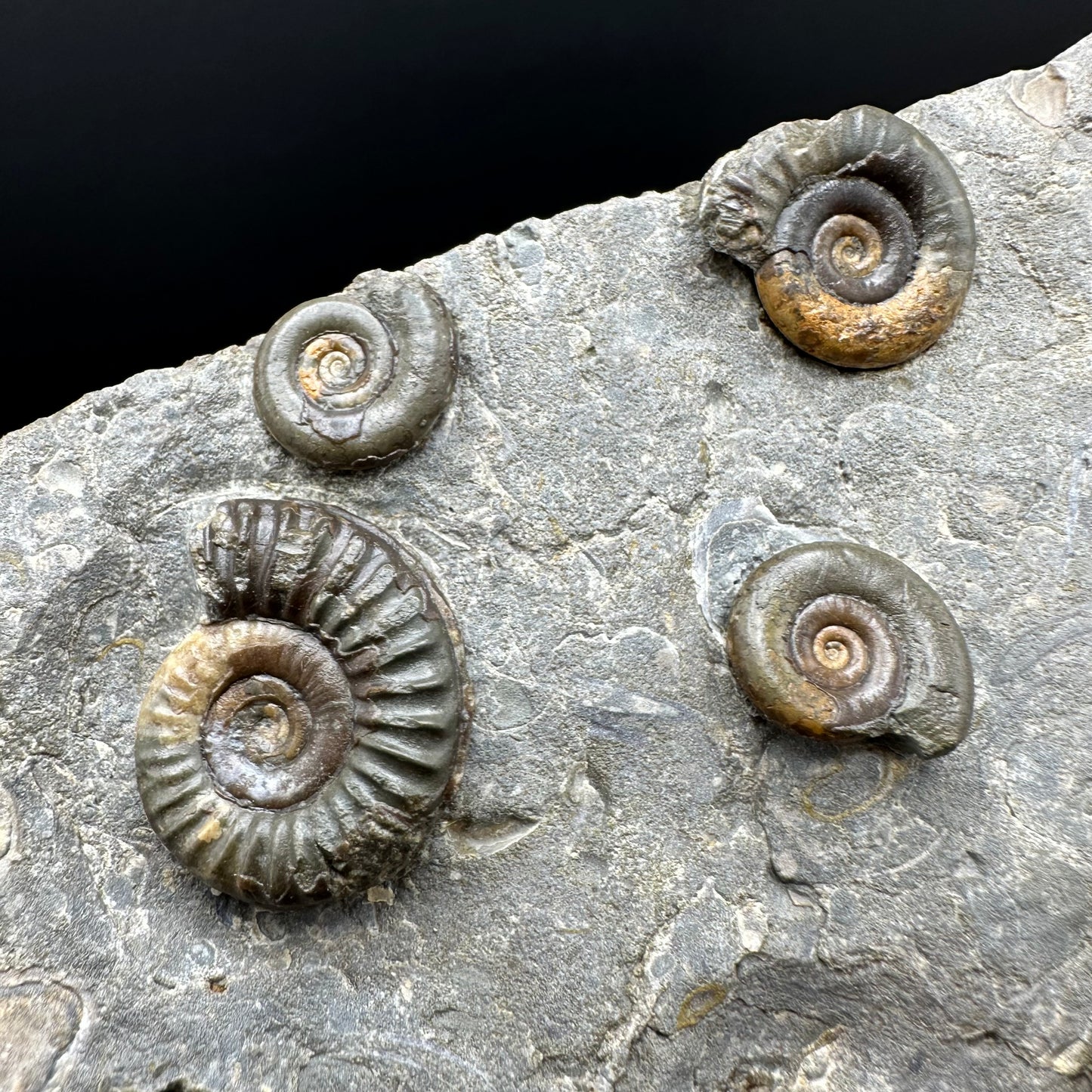 Arnioceras ammonite shell fossil with stand - Whitby, North Yorkshire Jurassic Coast Yorkshire Fossils