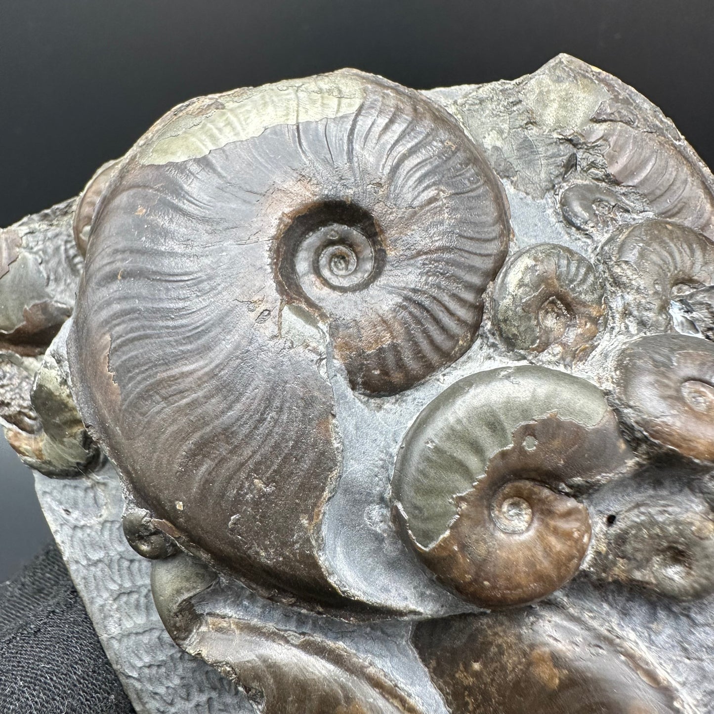 Eleganticeras Elegantulum ammonite with box and stand - Whitby, North Yorkshire Jurassic Coast, Yorkshire Fossils