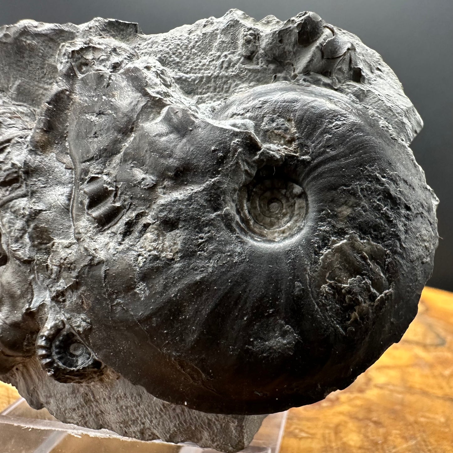 Gagaticeras / Oxynoticeras Ammonite fossil with box and stand - Whitby, North Yorkshire Jurassic Coast Yorkshire Fossils