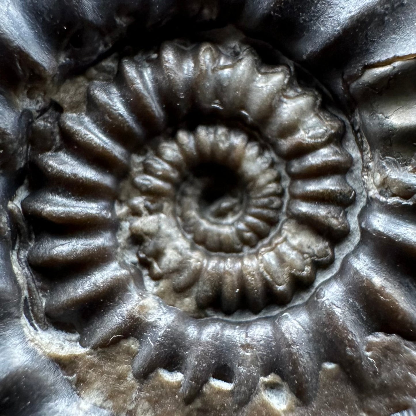 Gagaticeras Ammonite fossil with box and stand - Whitby, North Yorkshire Jurassic Coast Yorkshire Fossils