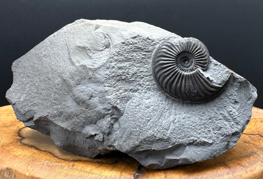 Eparietites Sp. Ammonite fossil with box and stand - Whitby, North Yorkshire Jurassic Coast Yorkshire Fossils