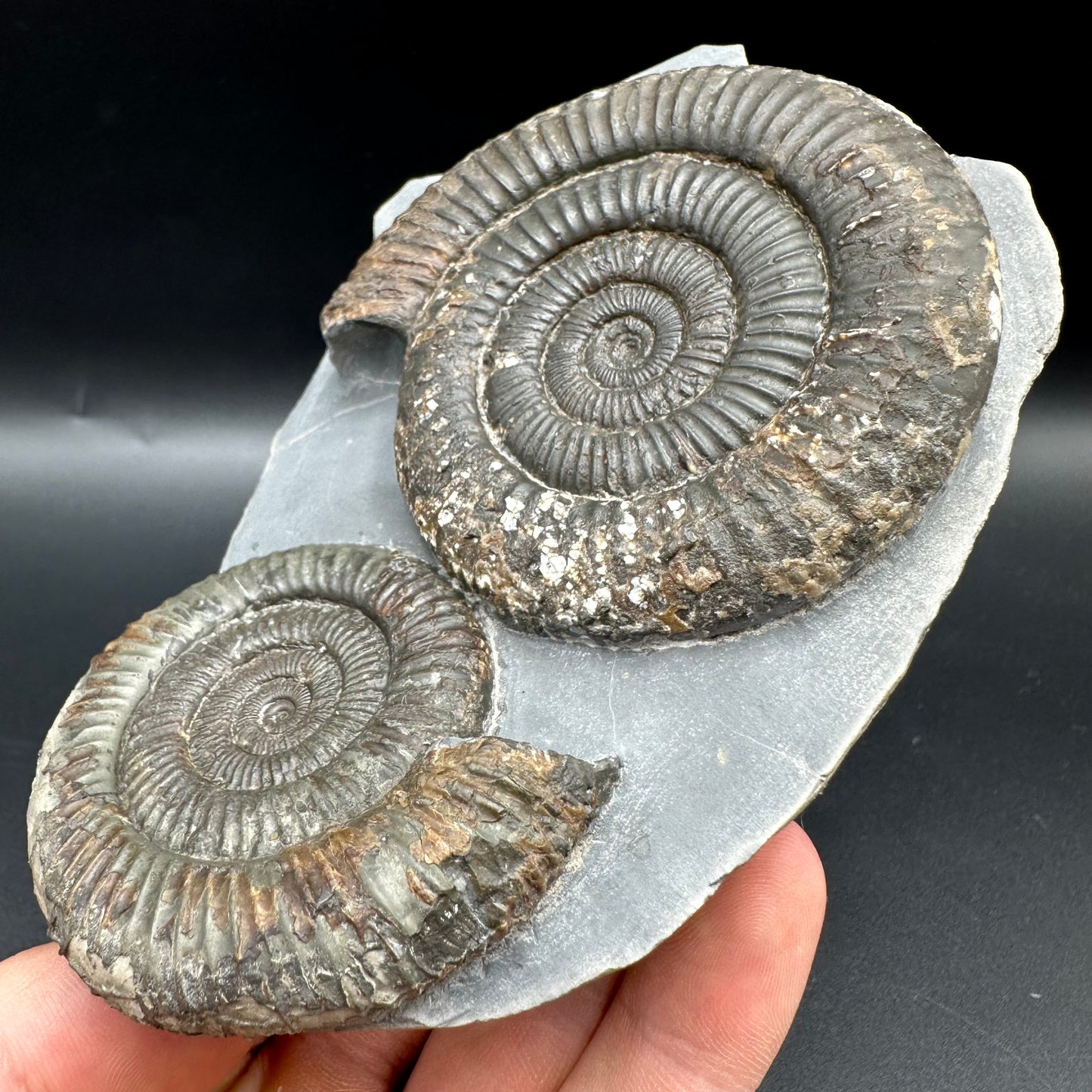 Dactylioceras Multi ammonite fossil with box and stand - Whitby, North Yorkshire Jurassic Coast, Yorkshire Fossils