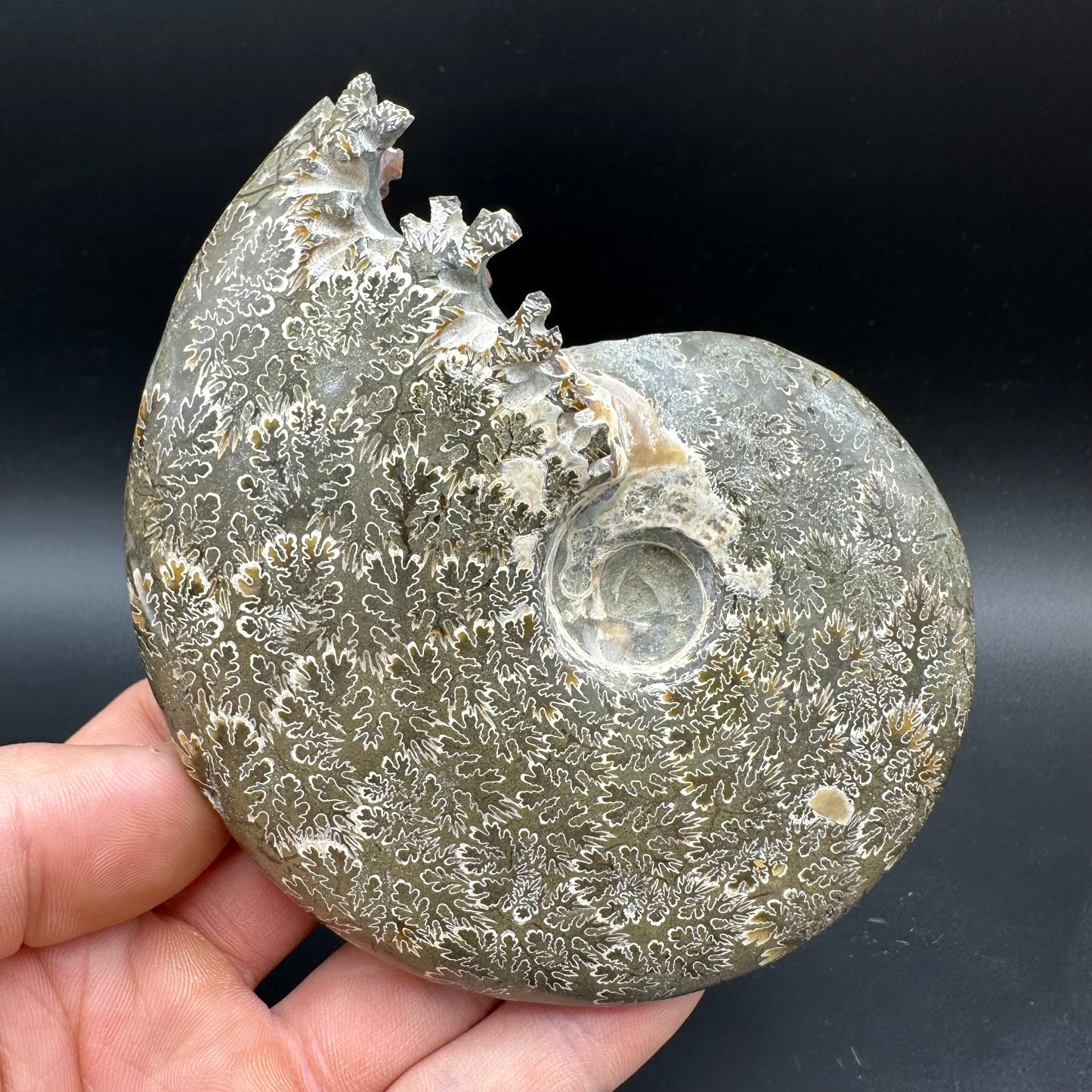 Cleoniceras Ammonite Fossil With Box And Stand - Cretaceous Ammonite Madagascar