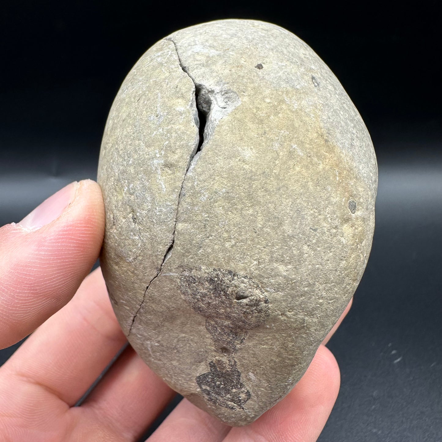 Androgynoceras maculatum Ammonite fossil with box and stand - Whitby, North Yorkshire Jurassic Coast Yorkshire Fossils n