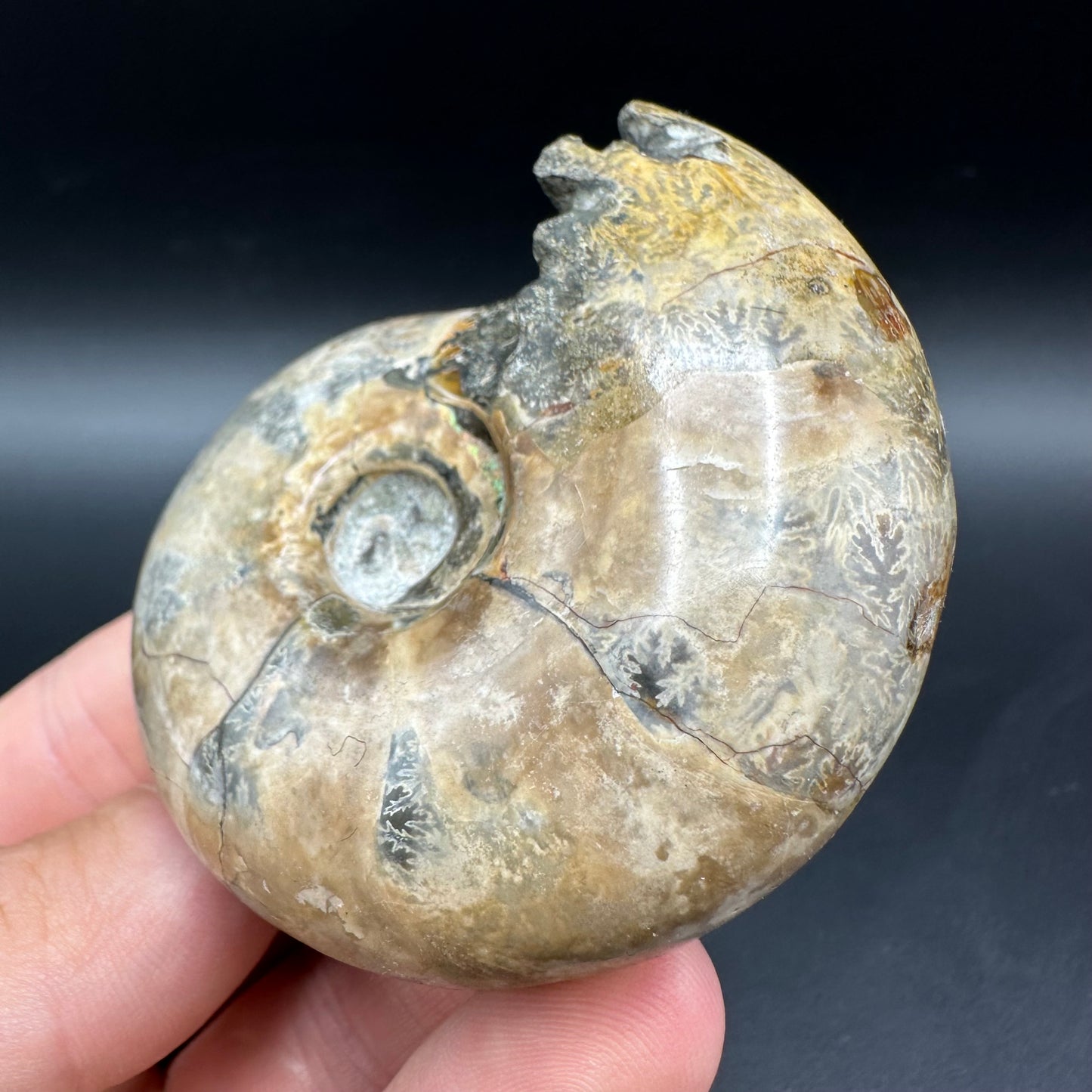 Puzosia Ammonite Fossil With Box And Stand - Cretaceous Ammonite Madagascar