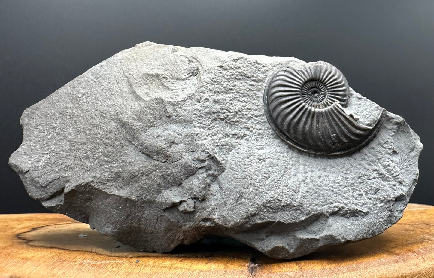 Eparietites Sp. Ammonite fossil with box and stand - Whitby, North Yorkshire Jurassic Coast Yorkshire Fossils