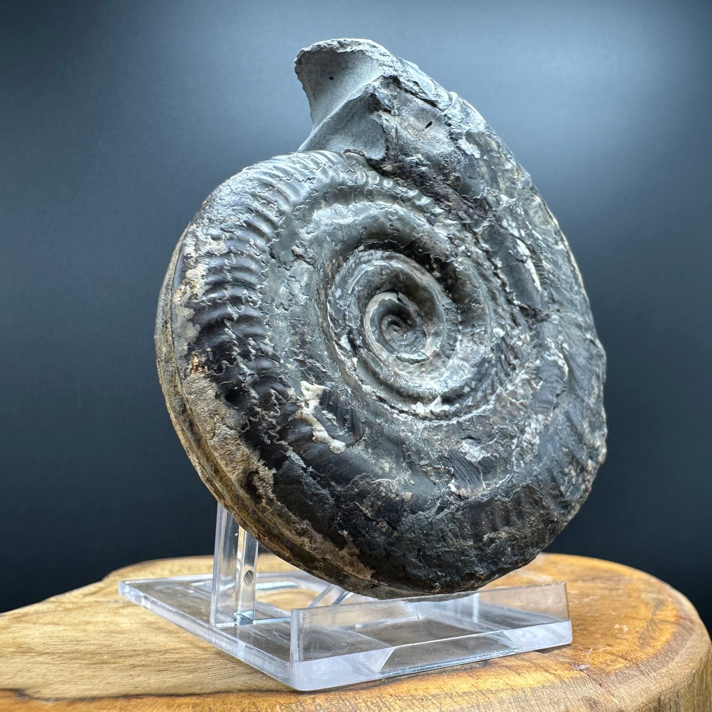 Hildoceras Bifrons Ammonite fossil with box and stand - Whitby, North Yorkshire Jurassic Coast, Yorkshire Fossils from the Jurassic Coast