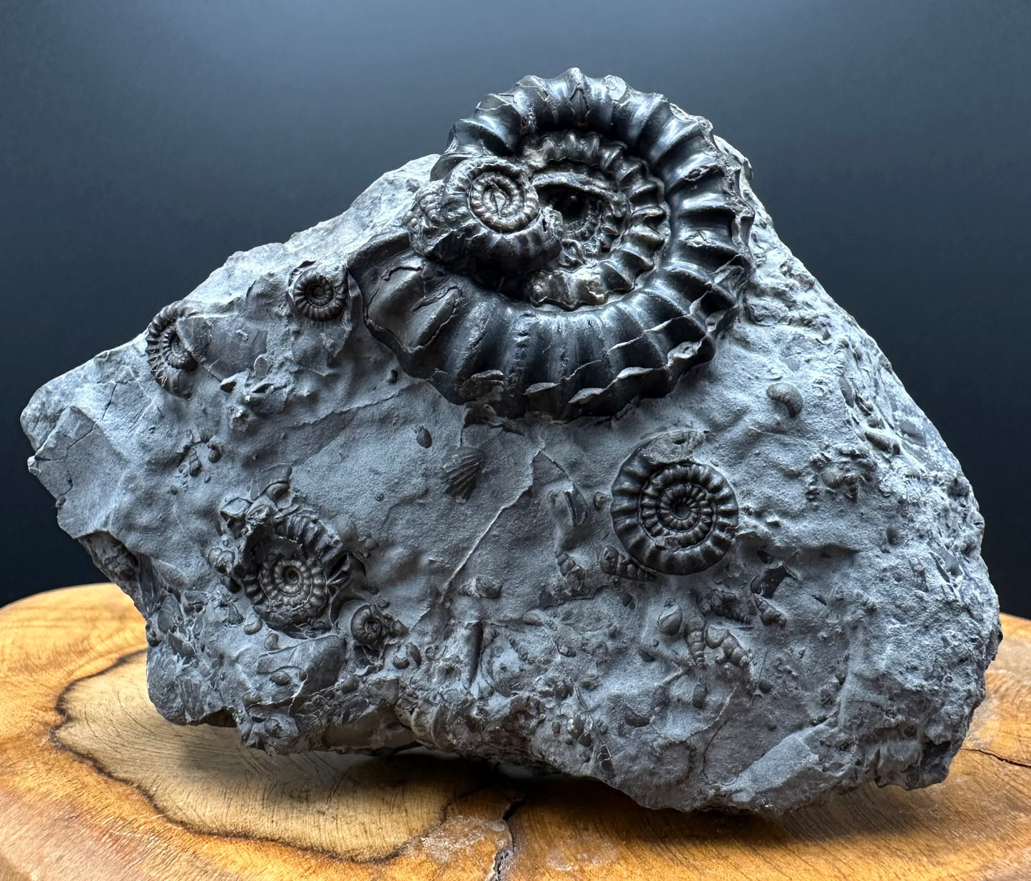 Gagaticeras Ammonite fossil with box and stand - Whitby, North Yorkshire Jurassic Coast Yorkshire Fossils