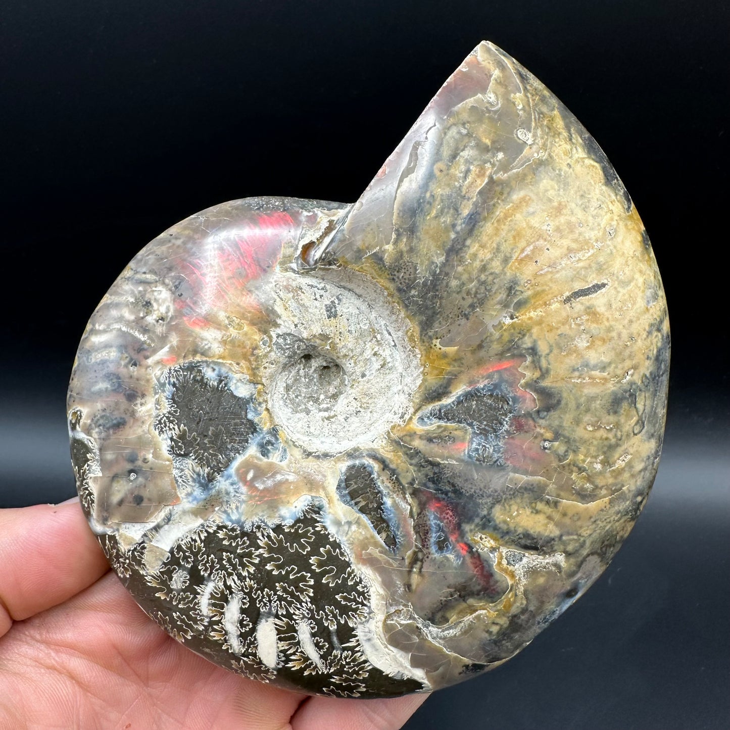 Cleoniceras Ammonite Fossil With Stand - Cretaceous Ammonite Madagascar