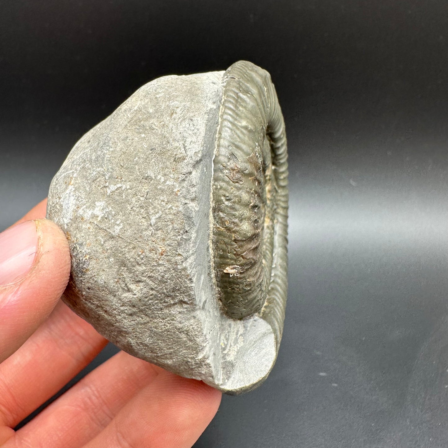 Peronoceras fibulatum Ammonite fossil with box and stand - Whitby, North Yorkshire Jurassic Coast Yorkshire Fossils