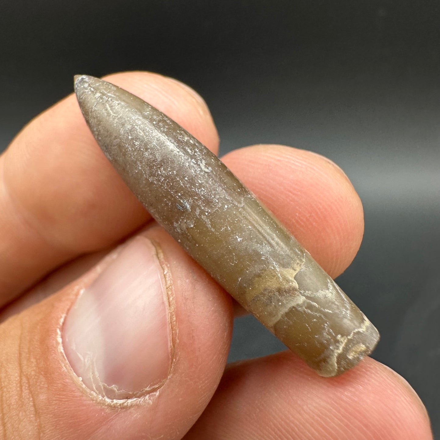 Hibolite (Fossil Squid) shell fossil - Whitby, North Yorkshire Jurassic Coast Yorkshire Fossils