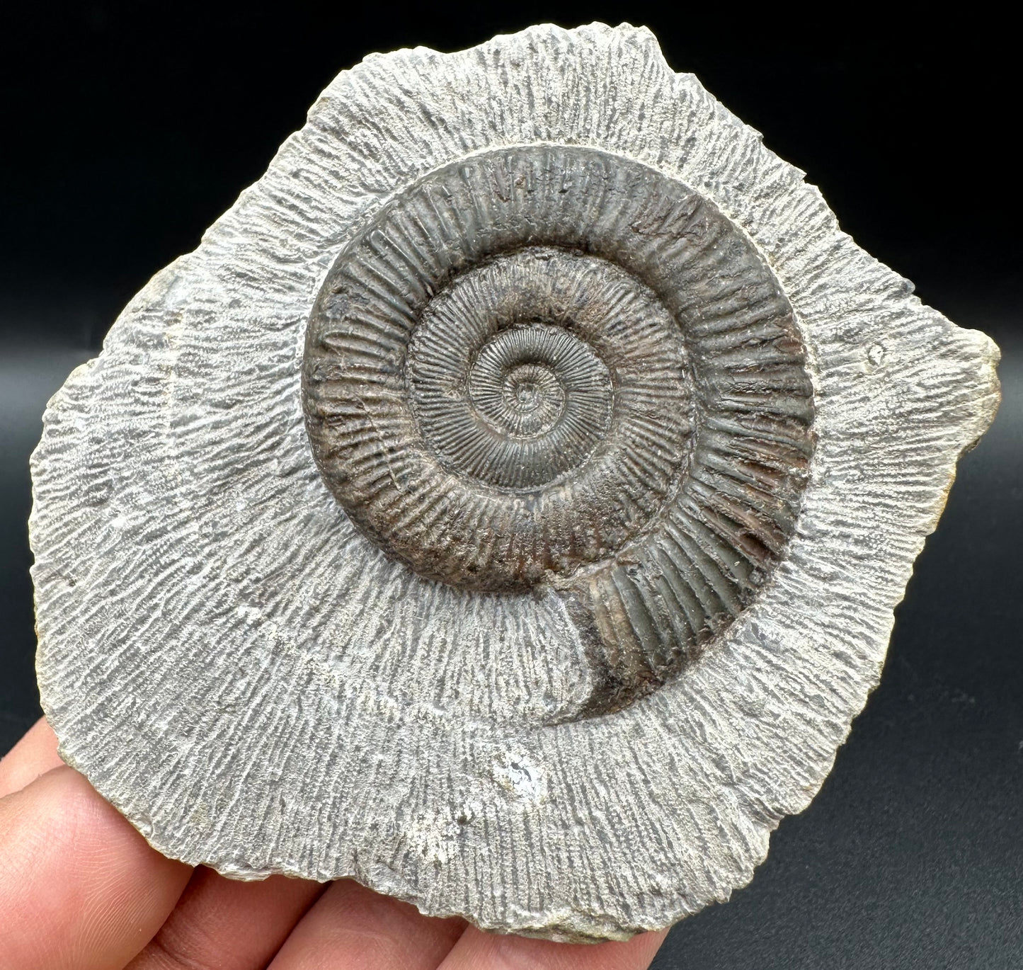 Peronoceras turriculatum Ammonite fossil with box and stand - Whitby, North Yorkshire Jurassic Coast, Yorkshire fossils