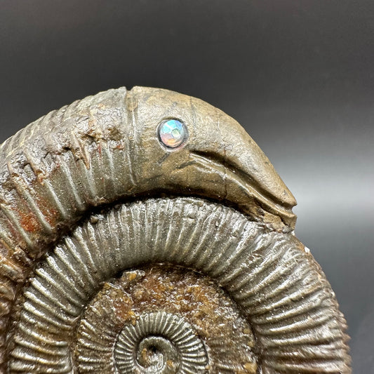 Snakestone Ammonite Fossil With Bag/Box And Stand - Whitby, North Yorkshire Jurassic Coast Yorkshire Fossils