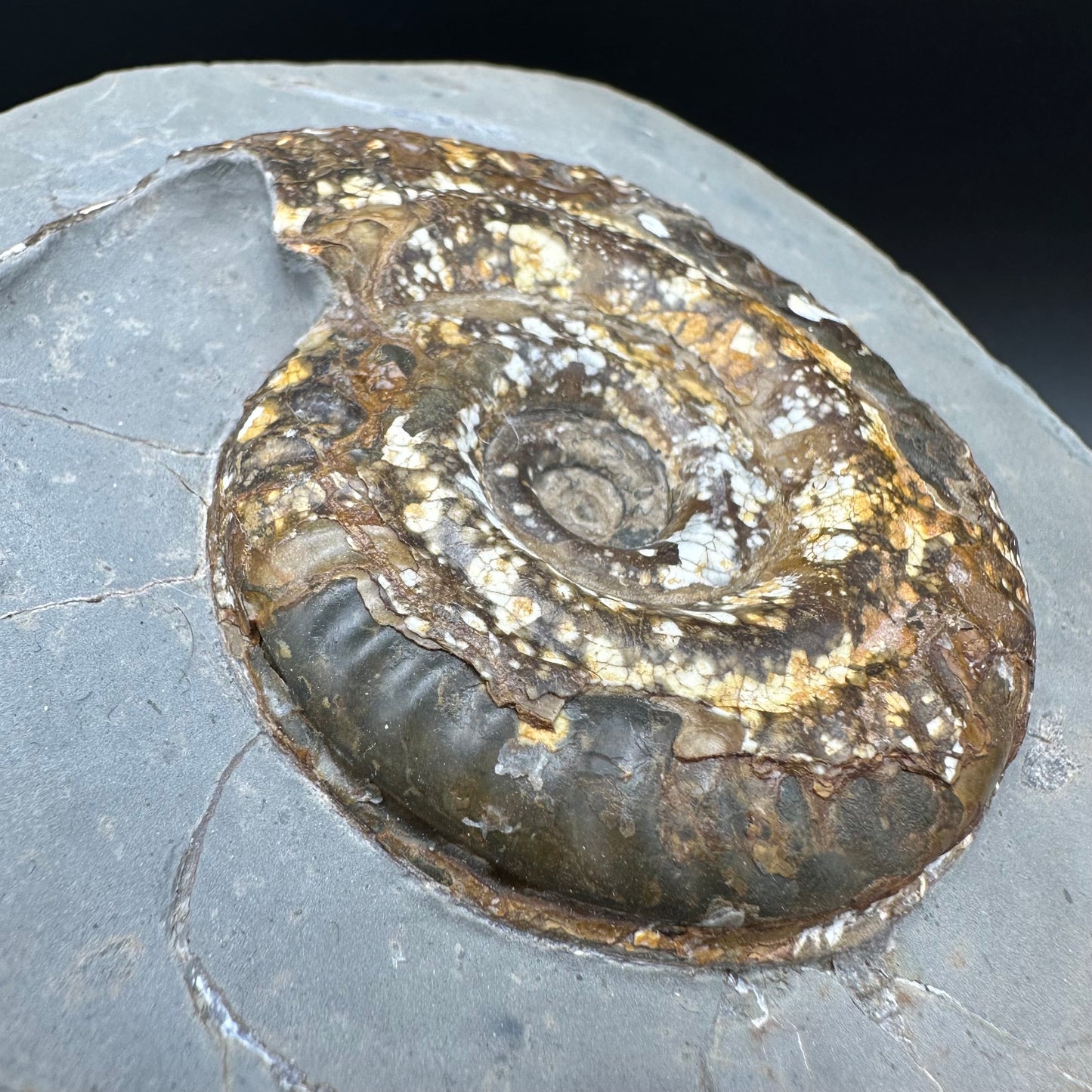 Hildoceras Bifrons Ammonite fossil with stand - Whitby, North Yorkshire Jurassic Coast, Yorkshire Fossils from the Jurassic Coast