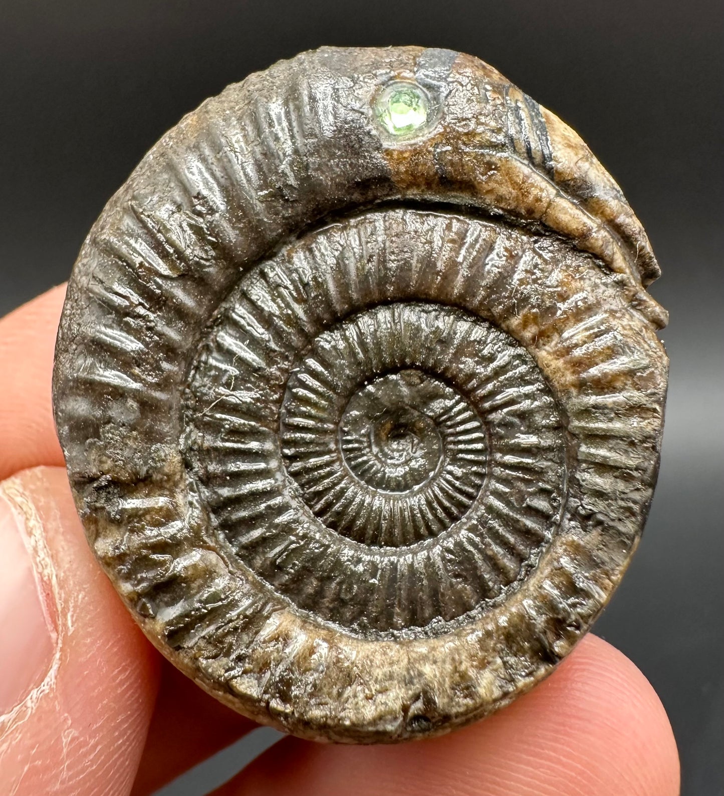 Snakestone Ammonite Fossil With Bag/Box And Stand - Whitby, North Yorkshire Jurassic Coast Yorkshire Fossils