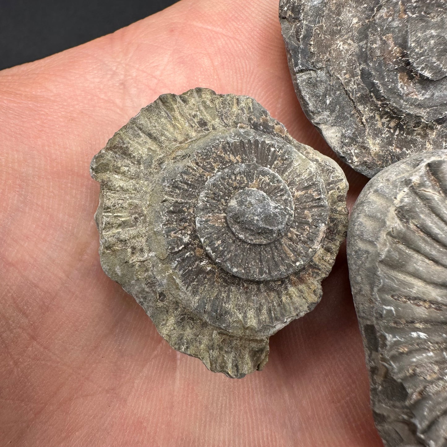 Dactylioceras imprint (negative) bundle ammonite shell fossil with box - Whitby, North Yorkshire, Yorkshire Fossils