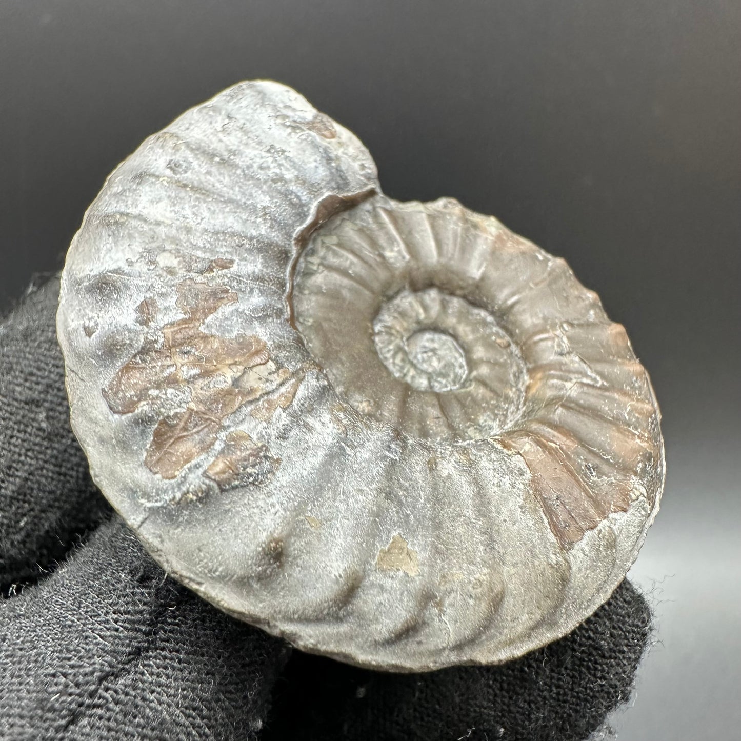Agassiceras shell fossil with box and stand - Whitby, North Yorkshire Jurassic Coast Yorkshire Fossils